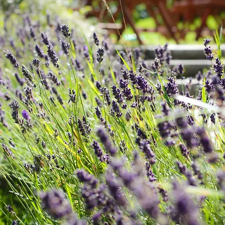 Guest house Haus Am Berg - Direkt Am Skihang 3*