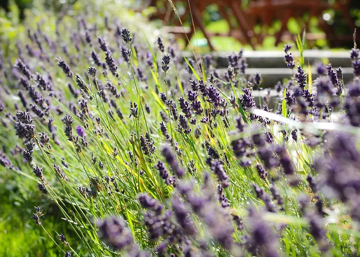 Guest house Haus Am Berg - Direkt Am Skihang 3*